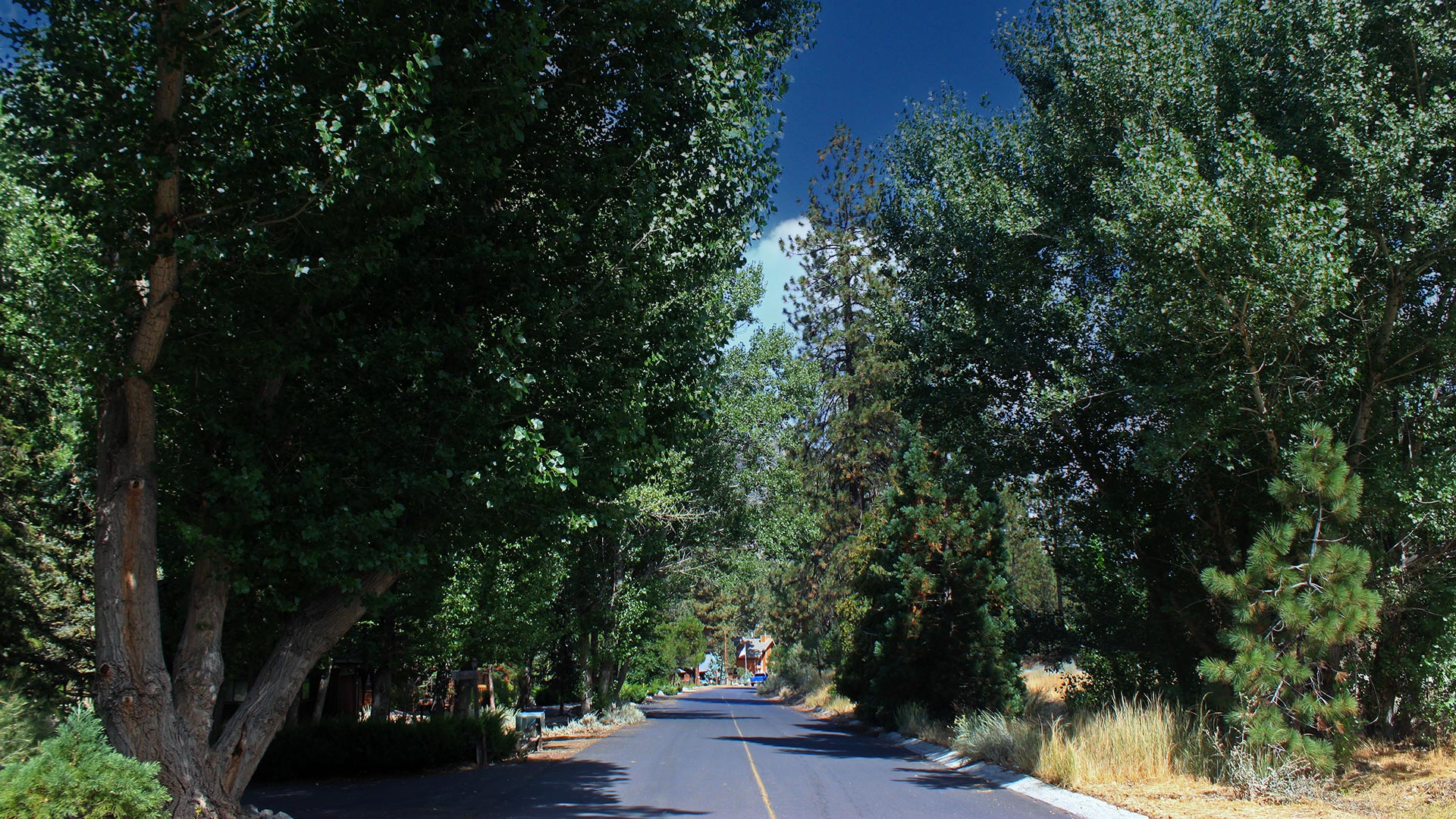Residential neighborhood street lined with trees in Pine Mountain Club California