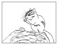 Chipmunk holding an acorn while sitting on a log coloring page