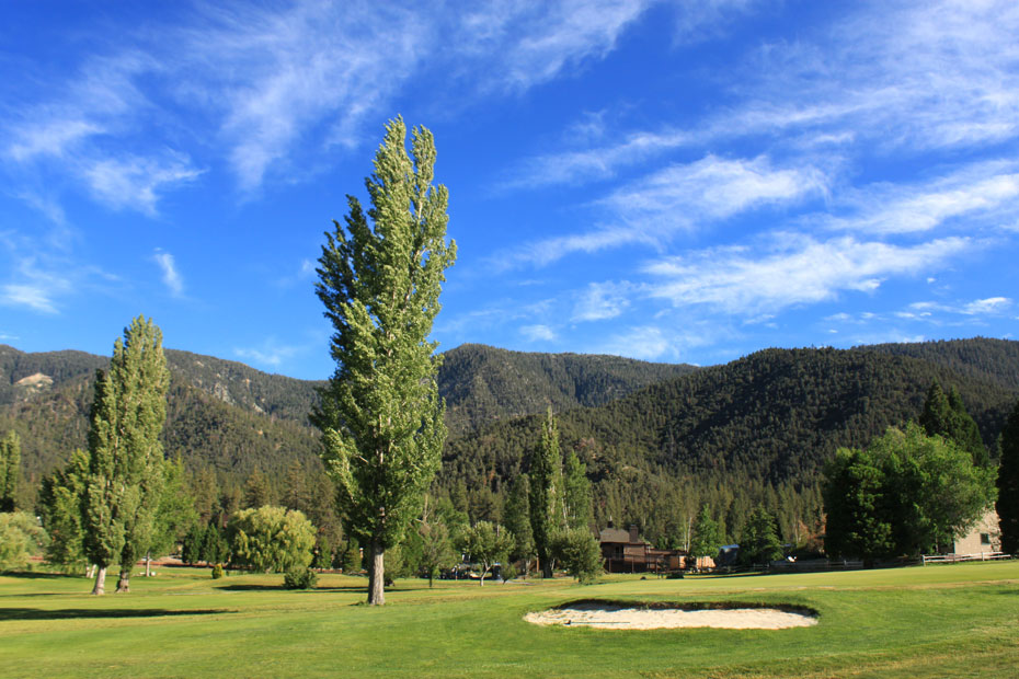 Bunker near tall poplar tree at Pine Mountain Club golf course