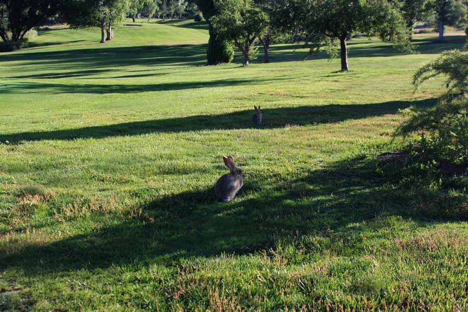 Bunny on fairway at Pine Mountain Club golf course