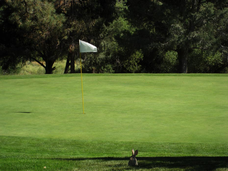 Close-up view of putting green at Pine Mountain Club golf course
