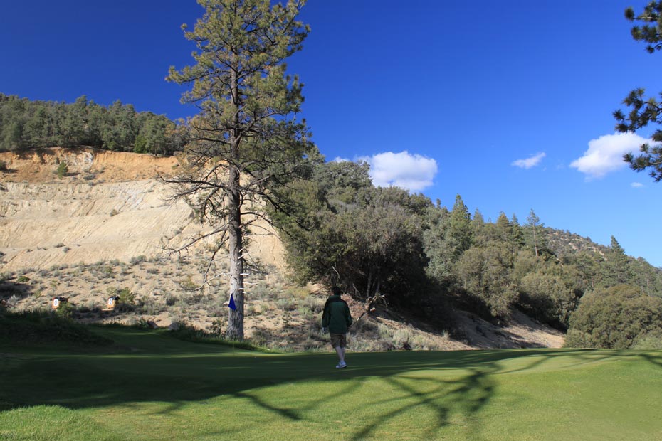 Tree on hillside at Pine Mountain Club golf course