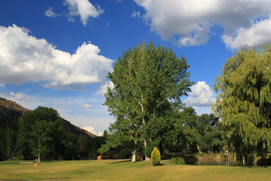 Large tree along fairway at Pine Mountain Club golf course
