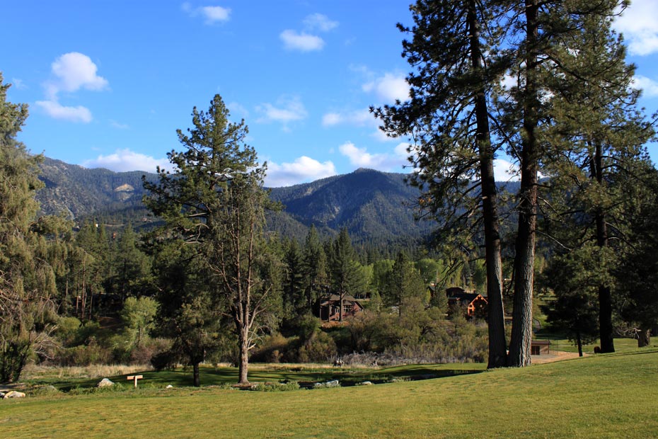 Pine trees with mountain view at Pine Mountain Club golf course