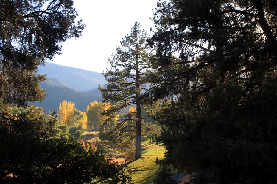 Sunlit pine trees at Pine Mountain Club golf course