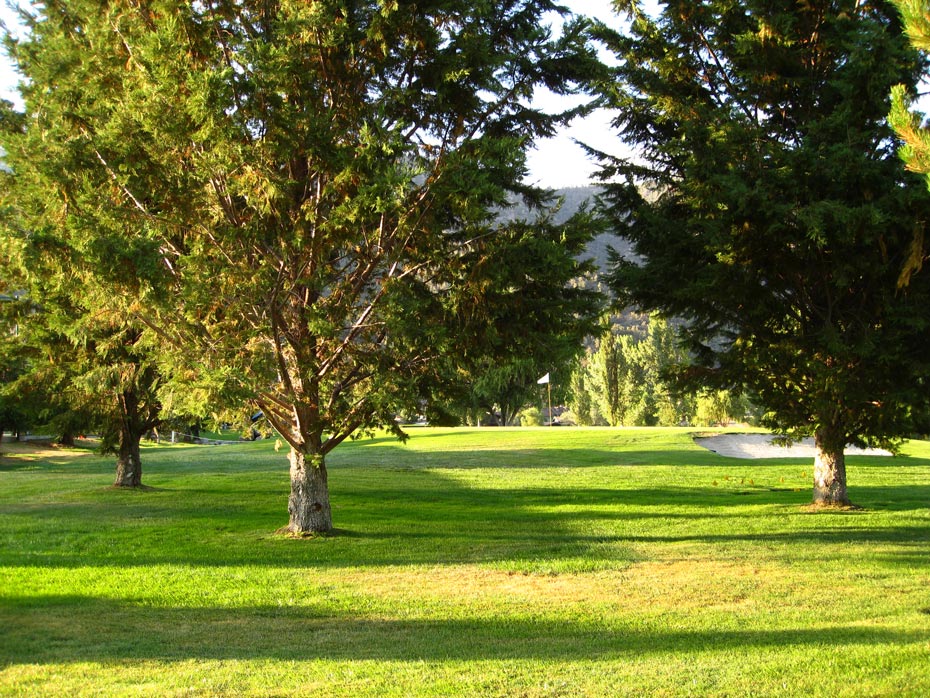 Sunlit trees at Pine Mountain Club golf course