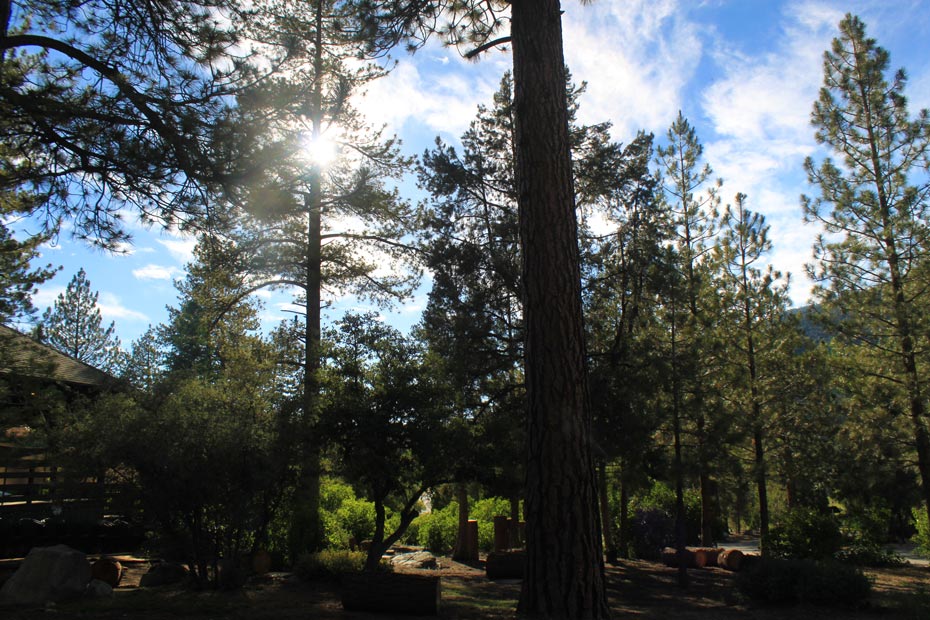 Shaded Pine Mountain Club village landscape with trees and mountain views